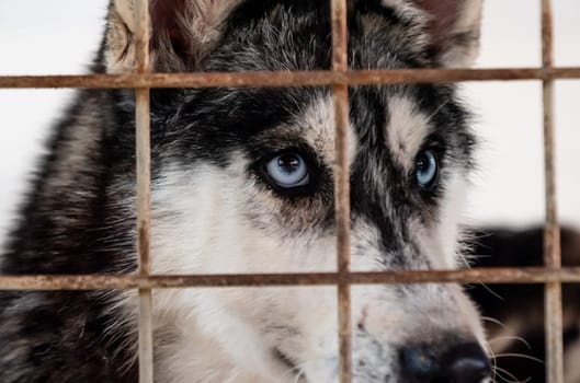 Portrait of sad dog in shelter behind fence waiting to be rescued and adopted to new home.