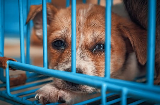 Portrait of sad puppy in shelter behind fence waiting to be rescued and adopted to new home. Shelter for animals concept