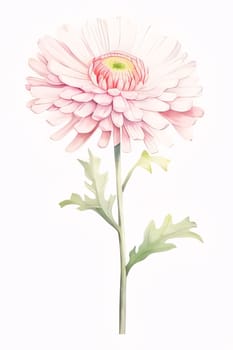 Drawn, painted chrysanthemum flower on isolated white background. Flowering flowers, a symbol of spring, new life. A joyful time of nature waking up to life.