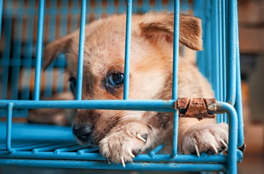 Portrait of sad puppy in shelter behind fence waiting to be rescued and adopted to new home. Shelter for animals concept