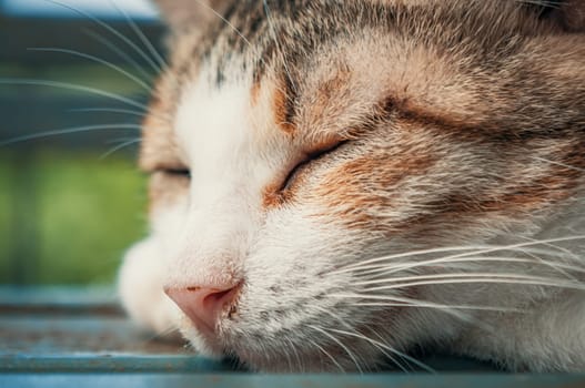 Portrait shot of homeless stray cat living in the animal shelter. Shelter for animals concept