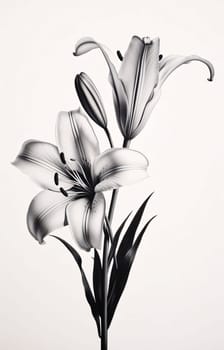 Black and white lilies on a white background. flower, leaves, stem. Flowering flowers, a symbol of spring, new life. A joyful time of nature waking up to life.