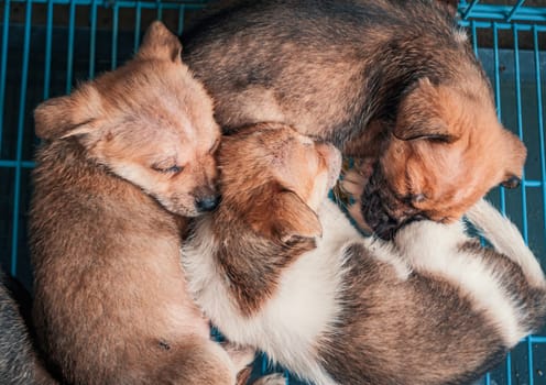 4K close-up shot of sleeping puppies in shelter behind fence waiting to be rescued and adopted to new home. Shelter for animals concept