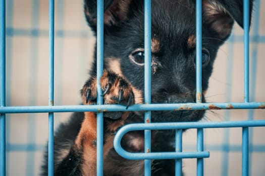 Portrait of sad puppy in shelter behind fence waiting to be rescued and adopted to new home. Shelter for animals concept