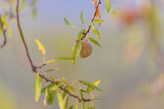 Almond Tree Detail: Focus on Nut with Soft Background.Detail-oriented shot featuring an almond nut on its tree, with a soft and blurred background, showcasing the delicate beauty of nature.
