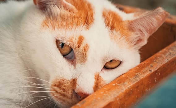Portrait shot of homeless stray cat living in the animal shelter. Shelter for animals concept