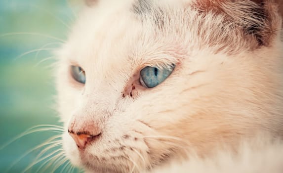 Portrait shot of blue eyes homeless stray cat living in the animal shelter. Shelter for animals concept