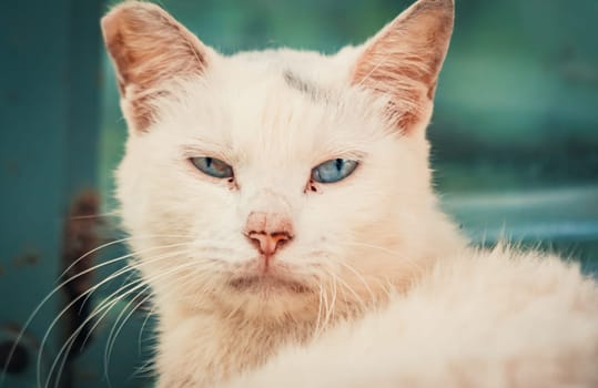 Portrait shot of blue eyes homeless stray cat living in the animal shelter. Shelter for animals concept