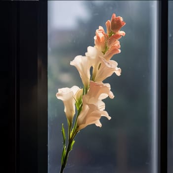 White lily flower, window in the background. Flowering flowers, a symbol of spring, new life. A joyful time of nature waking up to life.