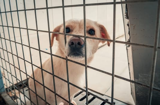 Portrait of sad dog in shelter behind fence waiting to be rescued and adopted to new home.