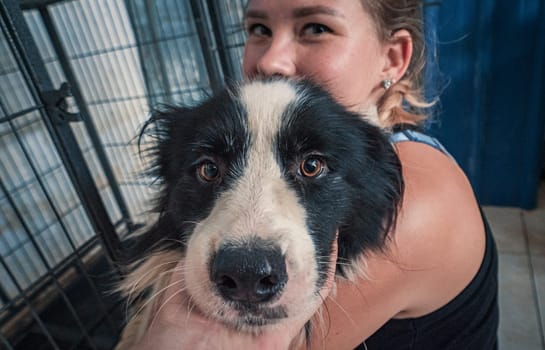close-up shot of female volunteer holds on hands dog in shelter