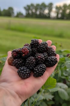 a person is holding a pile of blackberries in their hand . High quality