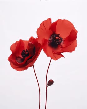 Two red Poppy flowers isolated on a white background. Flowering flowers, a symbol of spring, new life. A joyful time of nature waking up to life.