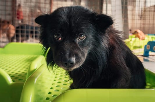 Sad dog in shelter waiting to be rescued and adopted to new home.