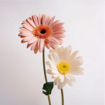 Gerbera daisy flower isolated on a white background. Flowering flowers, a symbol of spring, new life. A joyful time of nature waking up to life.