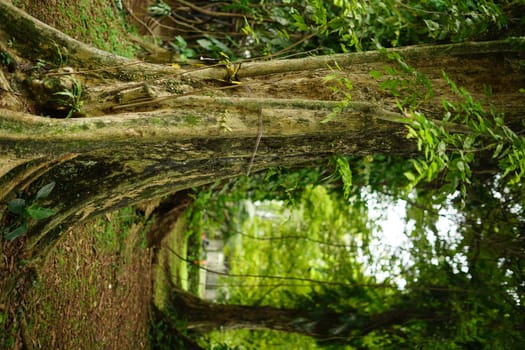 Rain forest in South East Asia, damp and wet spooky forest full of trees and vegetation