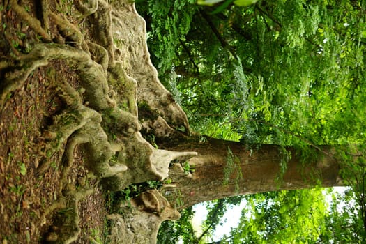 Rain forest in South East Asia, damp and wet spooky forest full of trees and vegetation