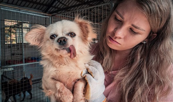 Close-up shot of female volunteer holds on hands dog in shelter