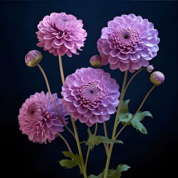 Pink and purple chrysanthemum flowers. Flowering flowers, a symbol of spring, new life. A joyful time of nature waking up to life.
