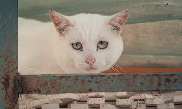 Portrait shot of homeless stray cat living in the animal shelter. Shelter for animals concept