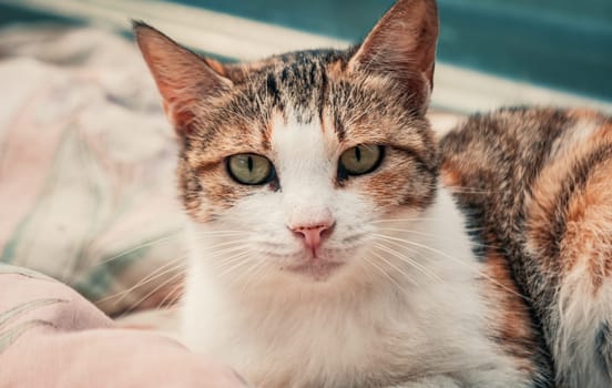 Portrait shot of homeless stray cat living in the animal shelter. Shelter for animals concept