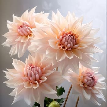 White dahlia flowers on light background. Flowering flowers, a symbol of spring, new life. A joyful time of nature waking up to life.