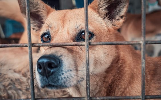 Portrait of sad dog in shelter behind fence waiting to be rescued and adopted to new home.