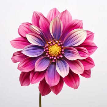 Pink dahlia flower isolated on white background. Flowering flowers, a symbol of spring, new life. A joyful time of nature waking up to life.