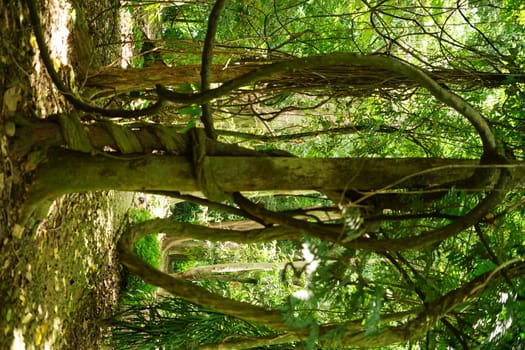 Rain forest in South East Asia, damp and wet spooky forest full of trees and vegetation