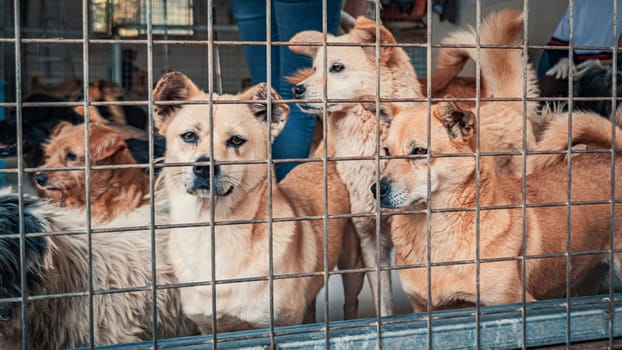 Unwanted and homeless dogs in animal shelter. Asylum for dog. Stray dogs behind the fence. Poor and hungry street dogs and urban free-ranging dogs.