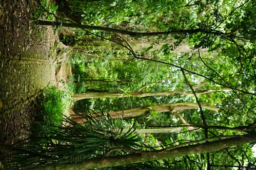 Rain forest in South East Asia, damp and wet spooky forest full of trees and vegetation