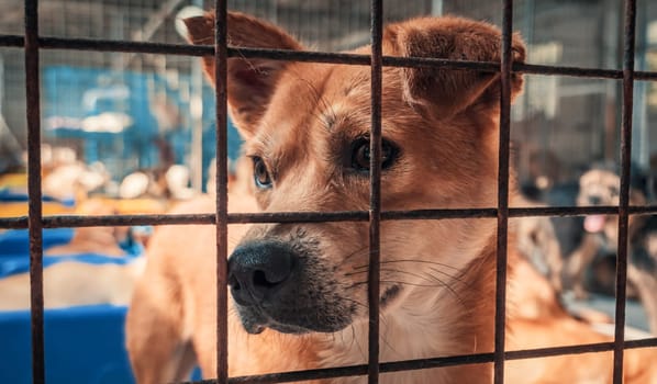 Portrait of sad dog in shelter behind fence waiting to be rescued and adopted to new home.