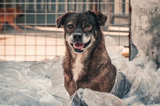 Sad dog in shelter waiting to be rescued and adopted to new home.