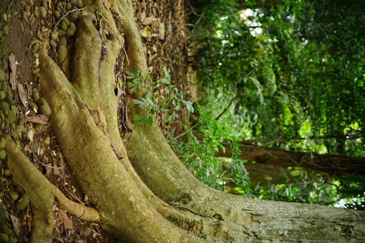 Rain forest in South East Asia, damp and wet spooky forest full of trees and vegetation