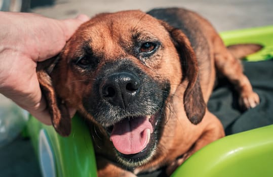 Male hand petting stray dog in pet shelter. People, Animals, Volunteering And Helping Concept.