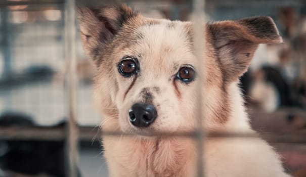 Portrait of sad dog in shelter behind fence waiting to be rescued and adopted to new home.