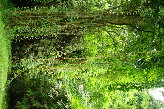 Rain forest in South East Asia, damp and wet spooky forest full of trees and vegetation