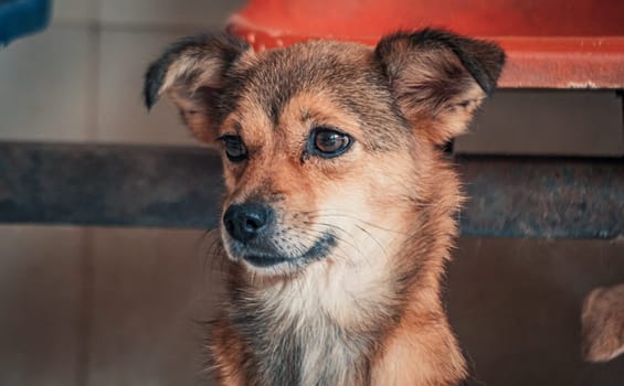 Sad dog in shelter waiting to be rescued and adopted to new home.