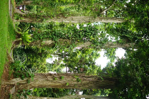 Rain forest in South East Asia, damp and wet spooky forest full of trees and vegetation