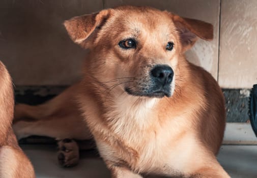 Sad dog in shelter waiting to be rescued and adopted to new home.