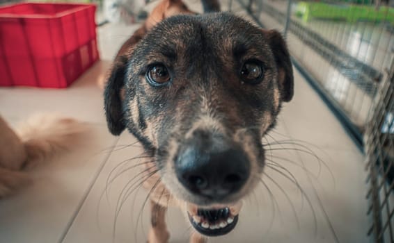 Sad dog in shelter waiting to be rescued and adopted to new home.