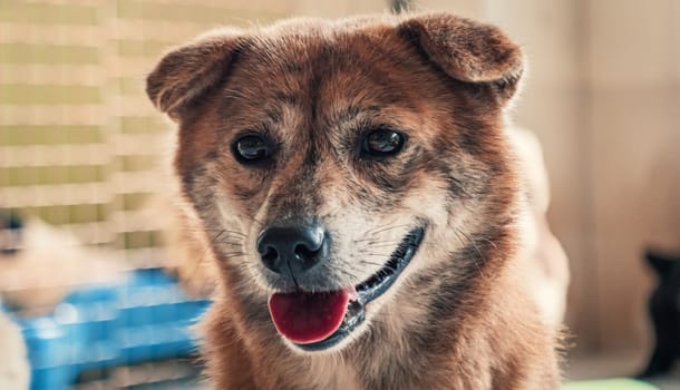 Sad dog in shelter waiting to be rescued and adopted to new home.