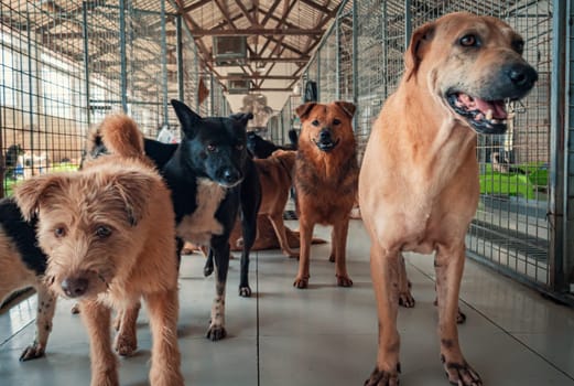 Unwanted and homeless dogs in animal shelter. Asylum for dog. Stray dogs behind the fence. Poor and hungry street dogs and urban free-ranging dogs.