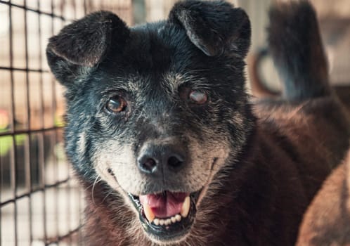 Sad dog in shelter waiting to be rescued and adopted to new home.