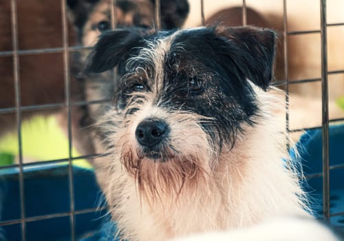 Sad dog in shelter waiting to be rescued and adopted to new home.