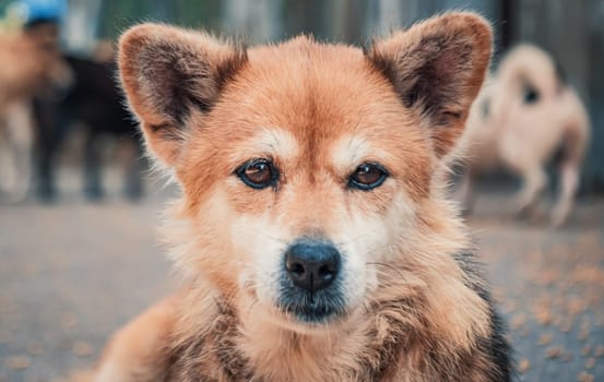 Sad dog in shelter waiting to be rescued and adopted to new home.