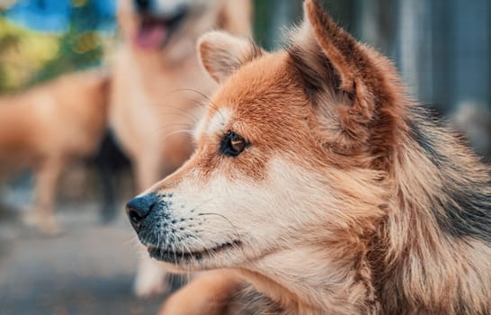 Sad dog in shelter waiting to be rescued and adopted to new home.