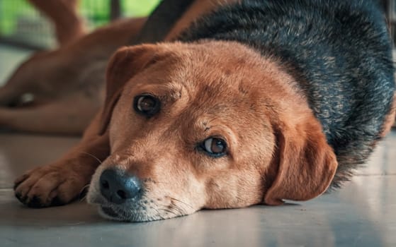 Close-up shot of lonely stray dog lying on the floor in shelter, suffering hungry miserable life, homelessness