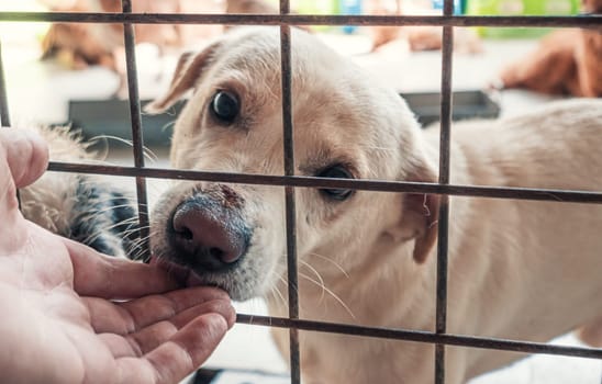 Male hand petting stray dog in pet shelter. People, Animals, Volunteering And Helping Concept.