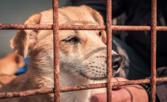 Portrait of sad dog in shelter behind fence waiting to be rescued and adopted to new home.